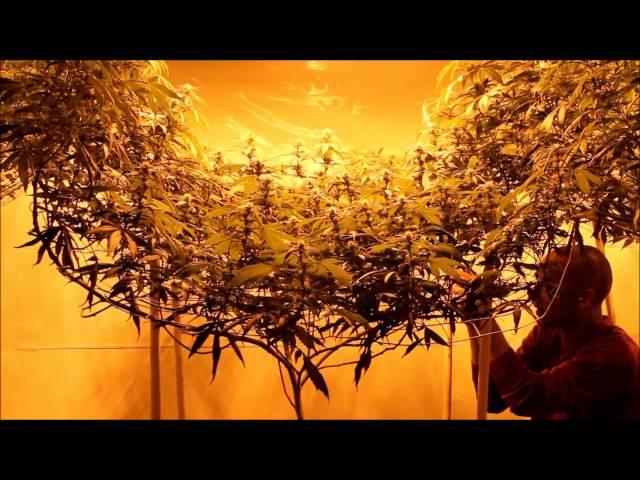 Important & Critical SCROG Maintenance