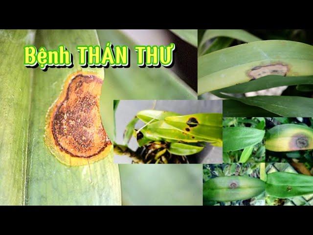 CÁCH TRỪ BỆNH THÁN THƯ TRÊN HOA LAN, CÂY CẢNH | #thuanlantv