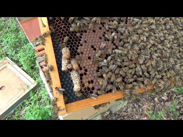 Simple method for new beekeepers to split a hive  Use a double screened dividing board