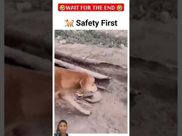 "Dog  : Safety first,sorry for getting late " #shorts #funny #popular #viralvideo #dogs #pets