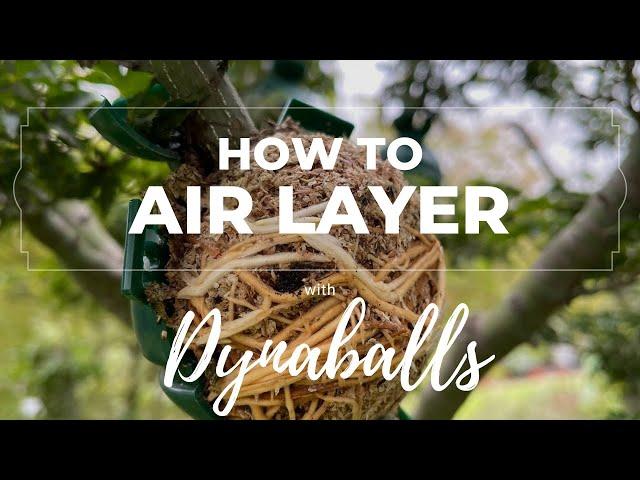 How to air layer with Dynaballs