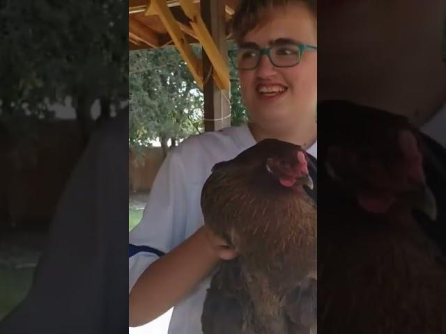 How to hold a chicken and not die!!