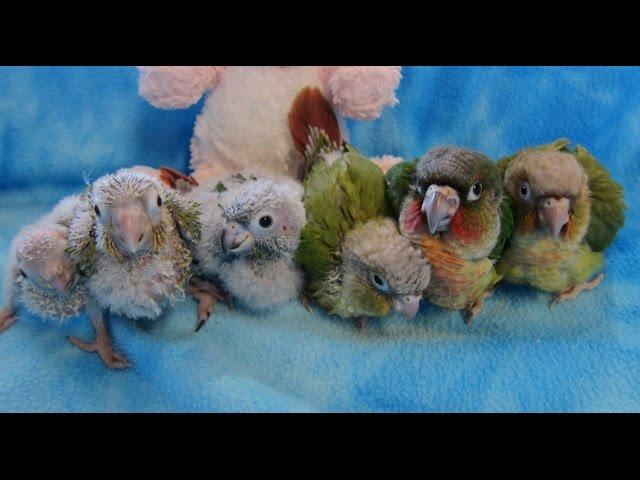 5-3 week old Baby Green Cheek Conures