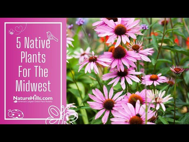 Native Plants For The Midwest | NatureHills.com