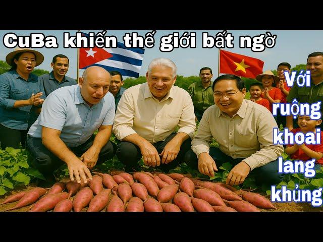Cuba Khiến Thế Giới Bất Ngờ Với Ruộng Khoai Lang Khủng Củ To Gấp Đôi Tay Người Dễ Trồng Mà Năng Suất