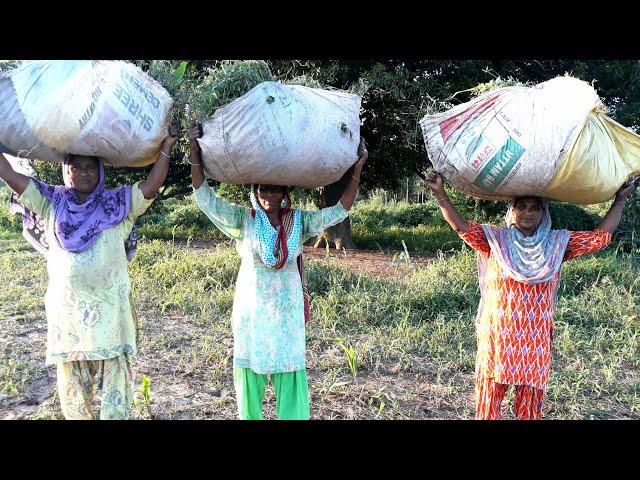 Indian Village Women working in Fields || VILLAGE LIFE OF INDIA// Rural life of Punjab/India