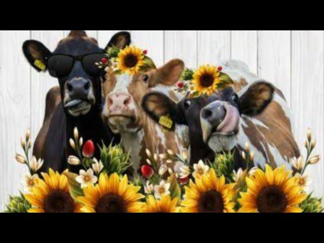 Cow Dance Funny Video 22#Cow   Song&Cow Dance Remix#cowbell@cowdance