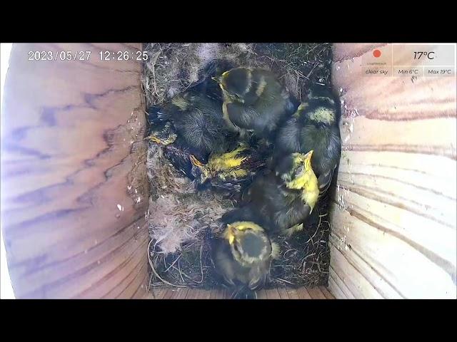 27 May AM 2023 livestream  - 5  chicks remaining from 11 - female parent absent since 16th May