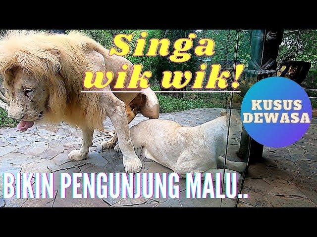 Singa Ini Tiba-Tiba Birahi...Pengunjung Langsung Bubar!