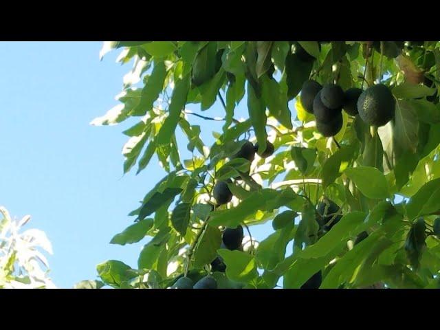 Grafting a New Variety to an Avocado Tree