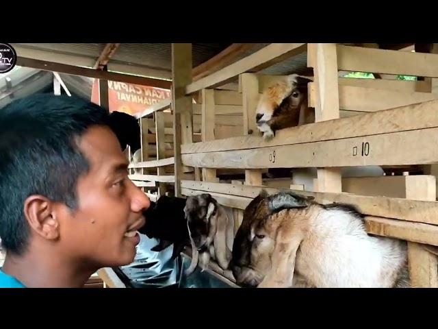 pantas saja dia di juluki predator ternak kambing