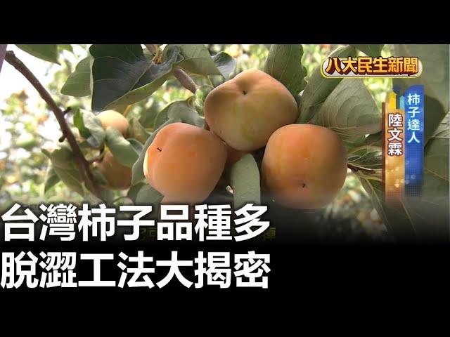 台灣柿子品種多 脫澀工法大揭密 |【民生八方事】| 2023072904 @gtvnews27