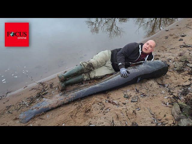 Angler macht mit Riesen-Wels den Fang seines Lebens