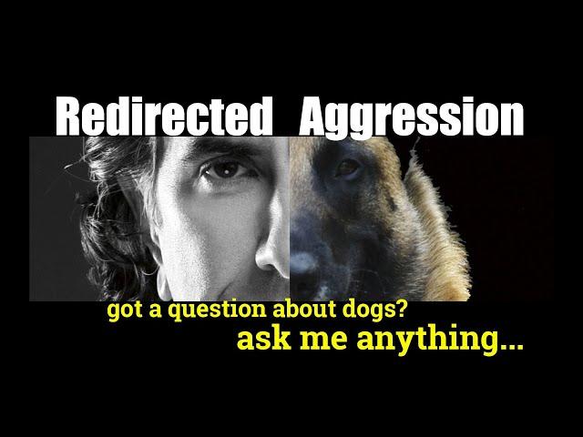 Redirected Aggression in Dogs- ask me anything - Dog Training and Behavior