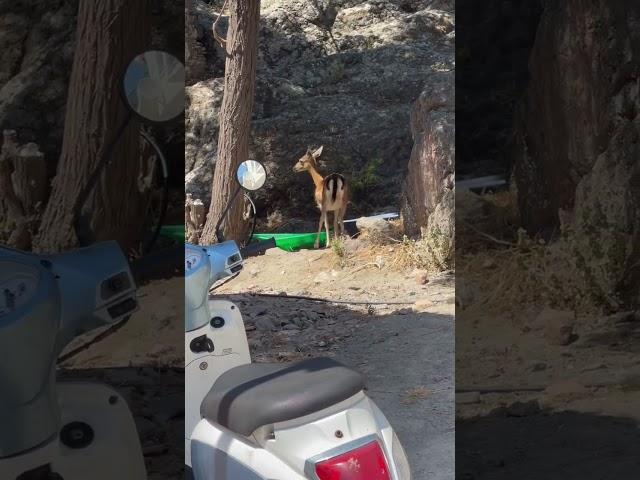 Deer can display adaptive behavior by learning to navigate and exploit the resources in urban areas