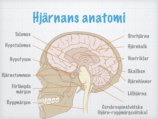Centrala nervsystemets uppbyggnad och funktion