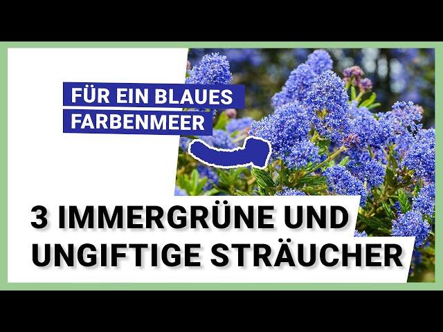 3 immergrüne und ungiftige Sträucher, die ganzjährig den Garten verschönern