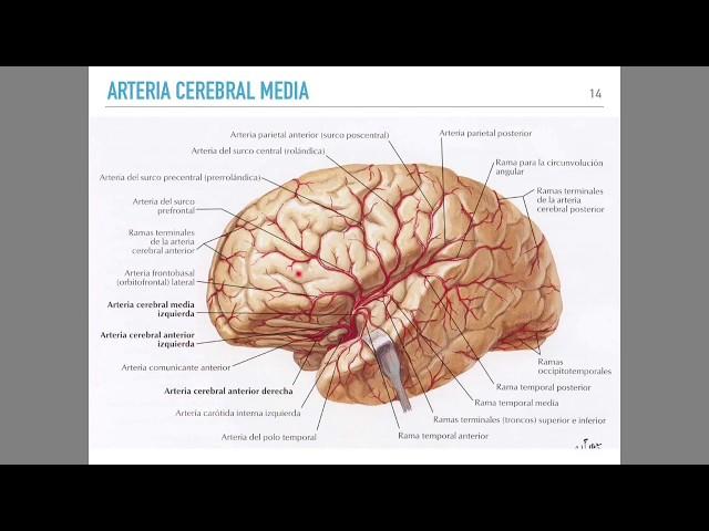 Irrigación cerebral