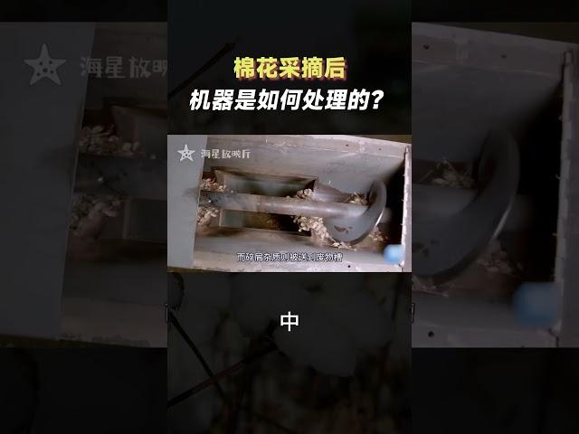 棉花采摘後，是如何被機器處理的？（中）