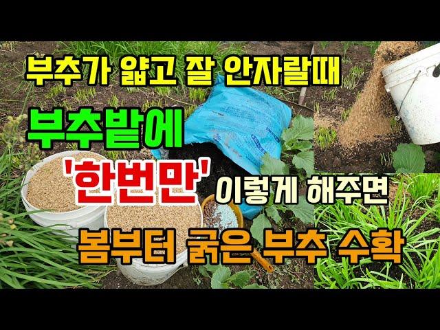 부추밭에 한번만 이렇게 해주면 얇고 잘 안크던 부추도 봄부터 굵은 부추 수확합니다 부추 옮겨 심는 방법 #부추농사