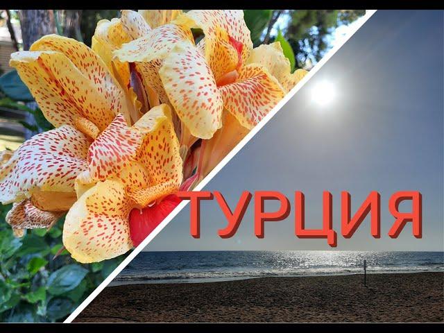 Отпуск в Турции.5 причин поехать отдыхать в Турцию/Море, кошки, вкуснейшие лепёшки и другие радости!