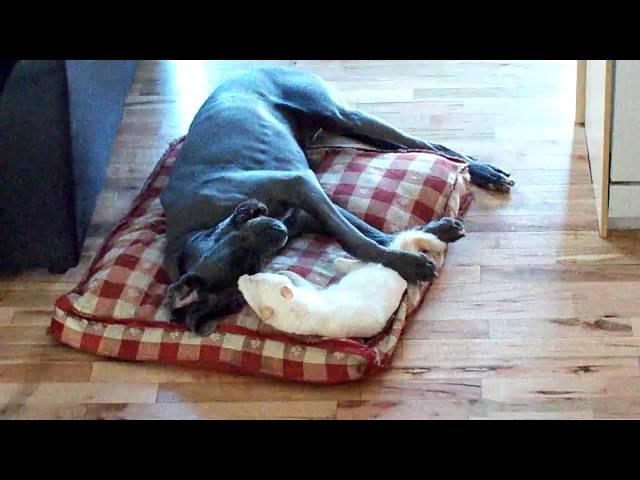 Great Dane vs. cat