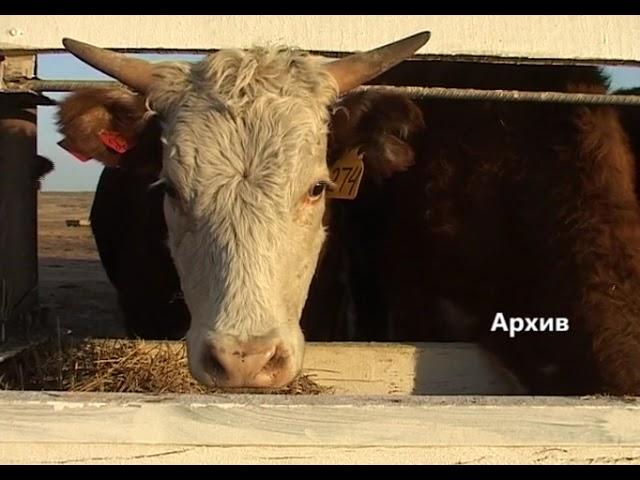 Өңіріміздегі  жайылымдық жерлер деградацияға ұшыраған