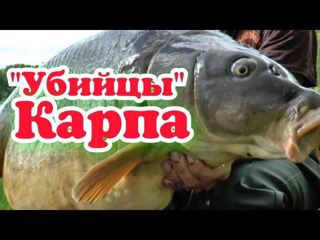 Запахи которые карп чувствует осенью за километр! Карпы будут клевать постоянно если ...