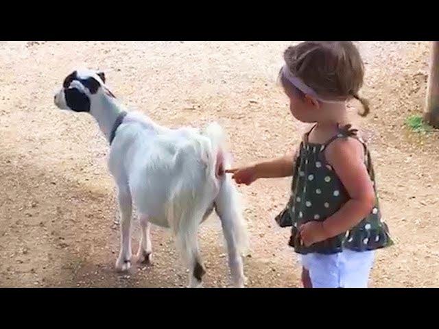 Cute Kids and Babies Playing with Dogs, Cats, Zoo animals and Pets