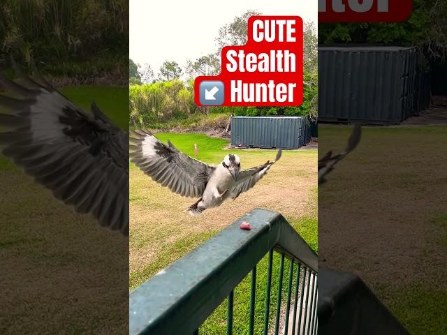 CUTEST STEALTH  Hunter Kookaburra #bird #kookaburra