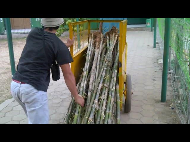 Penanaman pohon bambu jepang | tanaman pagar