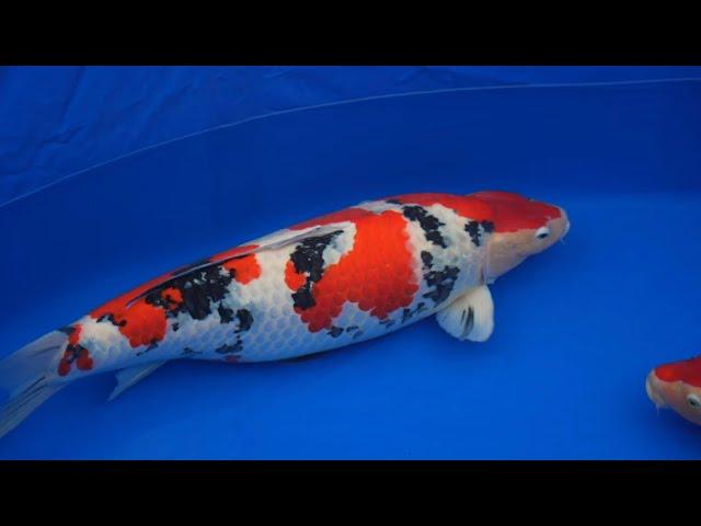 70th Nagaoka City Koi Show 2023 (Official Movie)