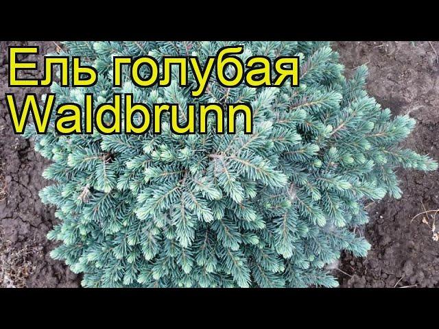Ель голубая Вальдбрун. Краткий обзор, описание характеристик picea pungens Waldbrunn
