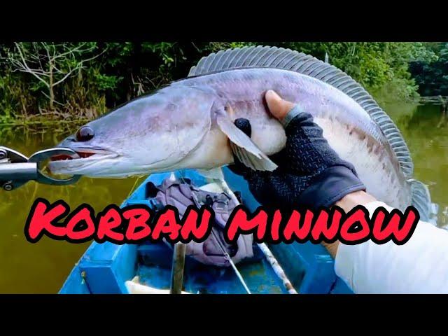 Casting Toman Umpan Minnow