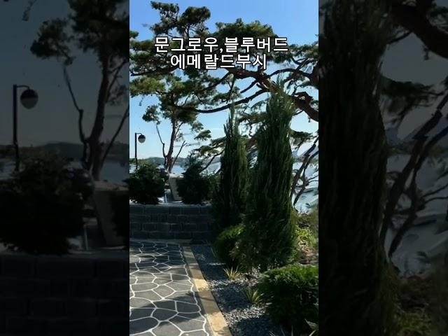 펜션식재후기, 문그로우 에메랄드부시 블루버드 