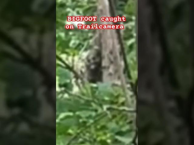 BIGFOOT image captured on trail camera. That's creepy!!! #scary #creepy #bigfoot