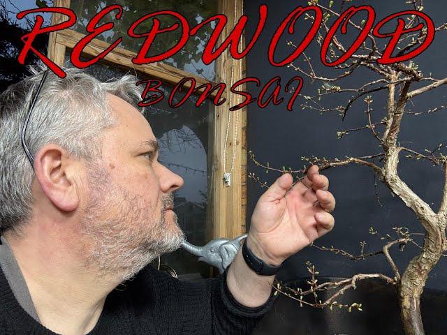 Repotting and Pruning a Dawn Redwood Bonsai Tree