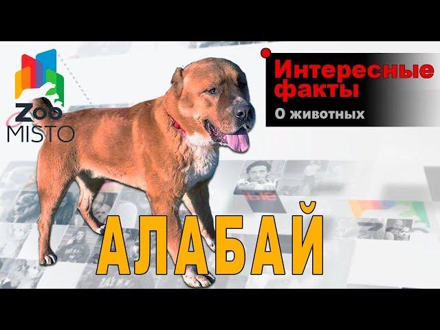 Алабай - Интересные факты о породе