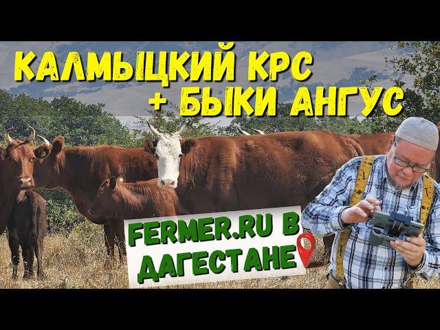 Мясной скот компании Аскор. Зачем нужен КРС компании которая разрабатывает и производит премиксы?