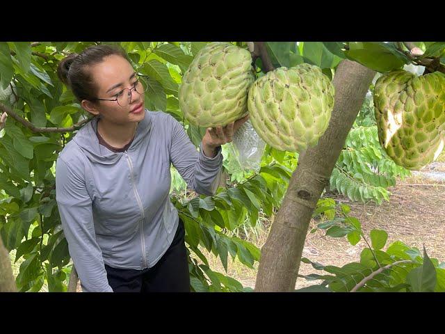 Giant custard apples are 1kg each. Harvest giant custard apples to sell at the market on rainy days