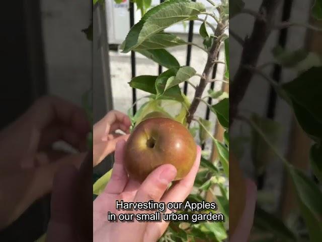 Apple harvest in our small garden #smallgarden #urbangardening #apples #fruits