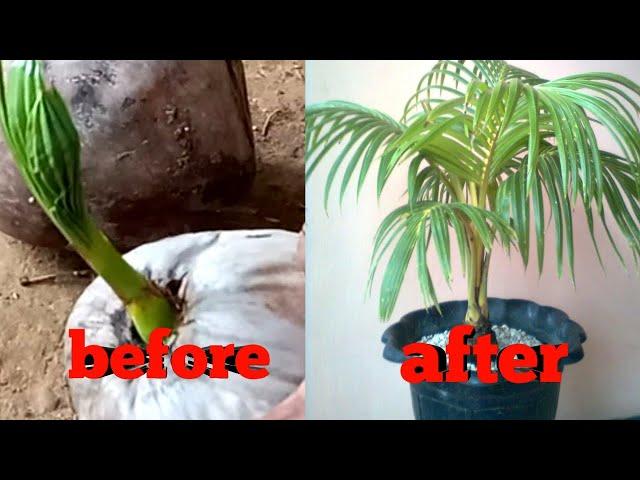 THE EASY WAY TO MAKE A COCONUT BONSAI