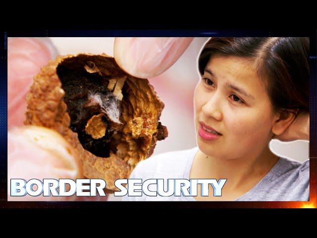 Smuggler Caught With High-Risk Moldy Lychees | S13 E8 | Border Security Australia