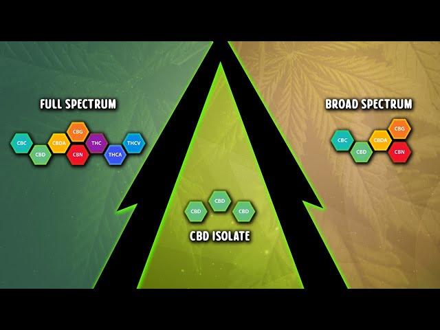 Full Spectrum vs Broad Spectrum vs CBD Isolate: Which One Is Ideal For You?