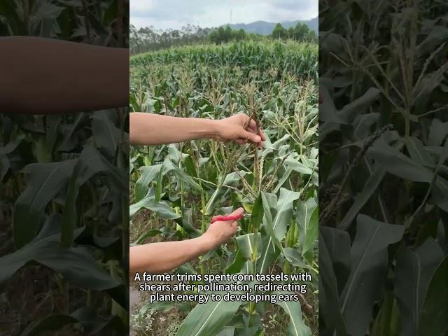 Corn Yield Boost｜Tassel Removal Timing & Nutrient Control Tricks