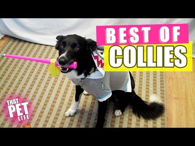 Best Border Collies of 2019  | Funny Pet Videos