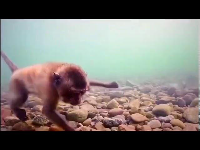 Macaque Monkeys Swimming Underwater Looking For Food