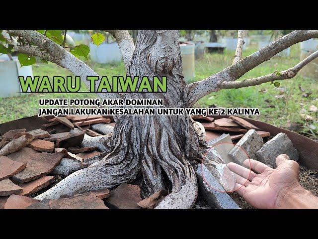 Detailed Explanation of How to Grow Roots in Waru Bonsai