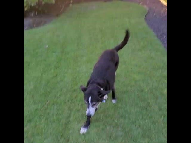 #flyballs!! #surf #sunset #hawaii  #labradorretriever #bordercollie #rescuedog #ocean #kona