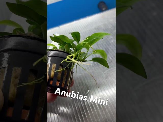 Anubias Mini #aquarium #paludarium #plants